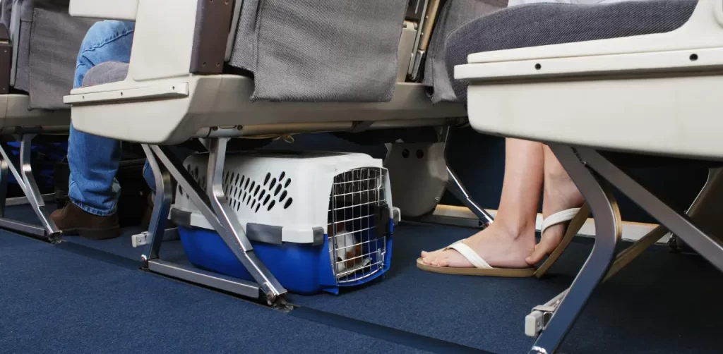 Should You Take Your Dog on an International Flight?