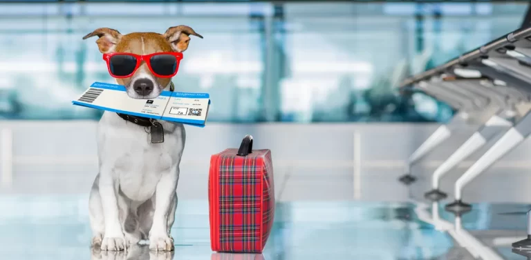 Travelling internationally with a dog: Do and Don’ts