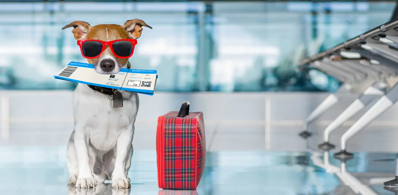 Travelling internationally with a dog