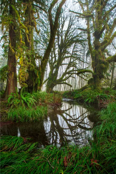 Olympic National Park's Quinault River 