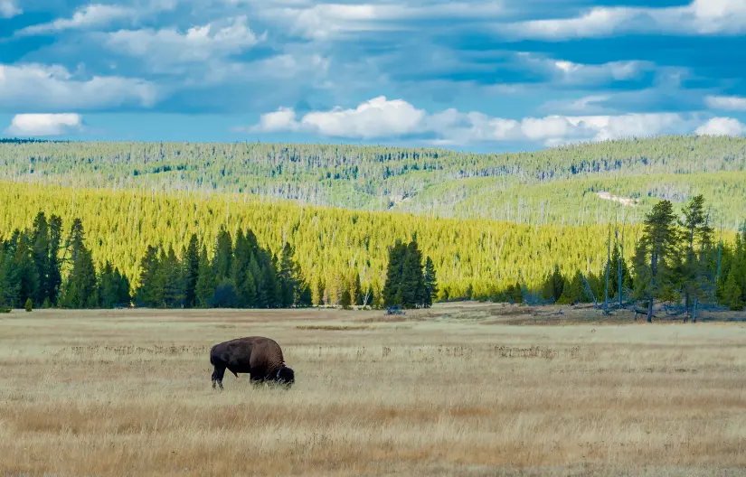 Yellowstone National Park is in the summer
